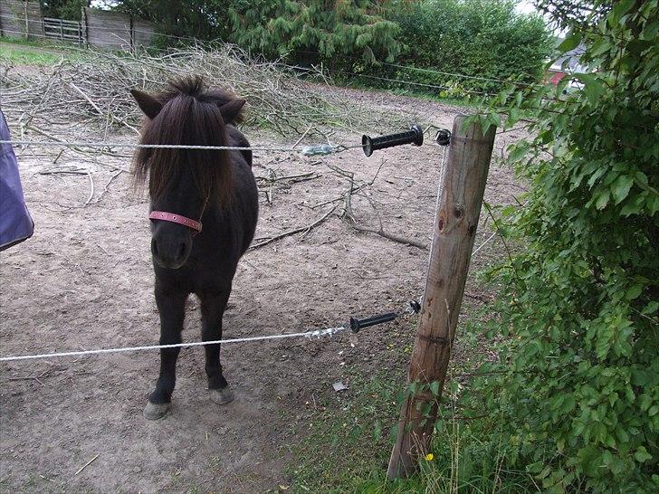 Shetlænder Musla *solgt* - Halløjsa. billede 13