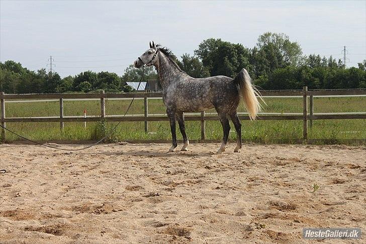 Dansk Varmblod Holkjærs Diablo - DIABLO VAR LIDT OP OG KØRER EN DAg hehe, men smuk er han :P billede 17