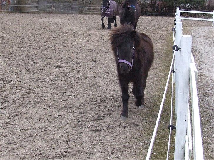 Shetlænder Musla *solgt* - Jeg kommer løbende mor. billede 14