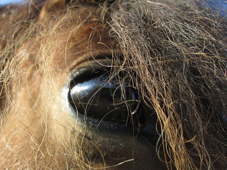 Islænder Loki fra Gjesbækgård billede 9