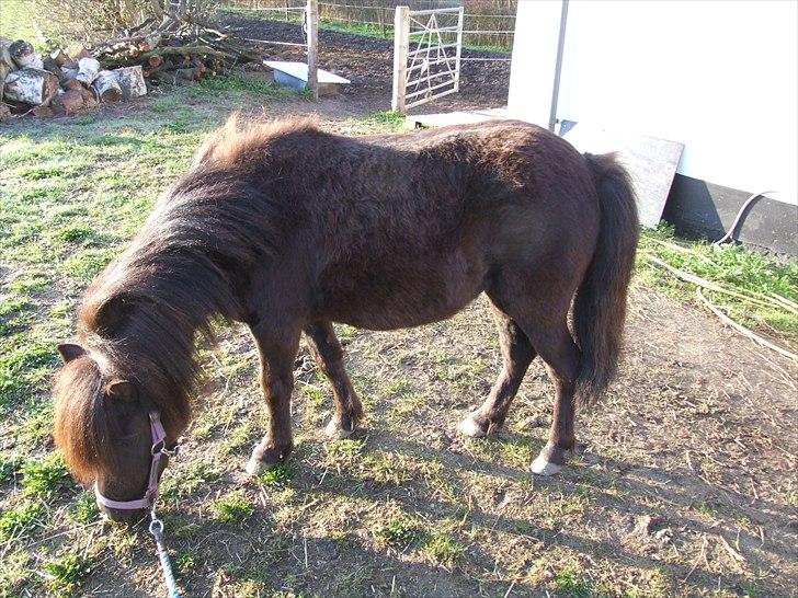 Shetlænder Musla *solgt* - Musla stadig med kæmpe pels. billede 15