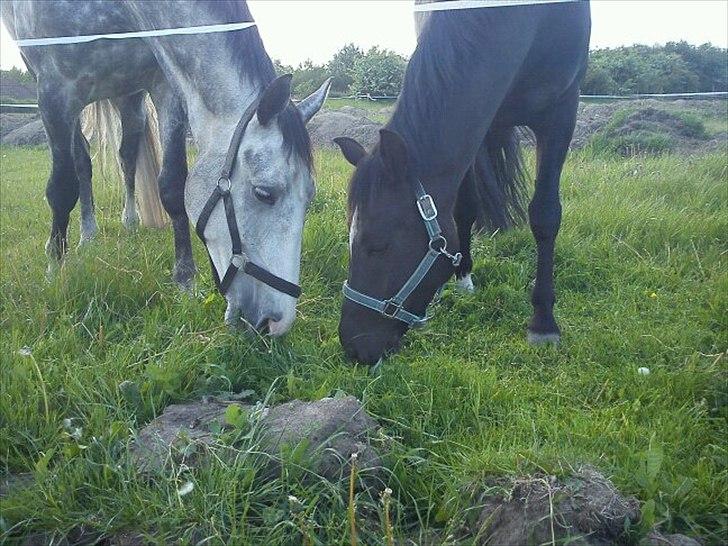 Dansk Varmblod Holkjærs Diablo - Diablo og helmuth på græs,  billede 18