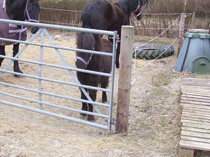 Shetlænder Musla *solgt* - Kommer du med mad nu. billede 16