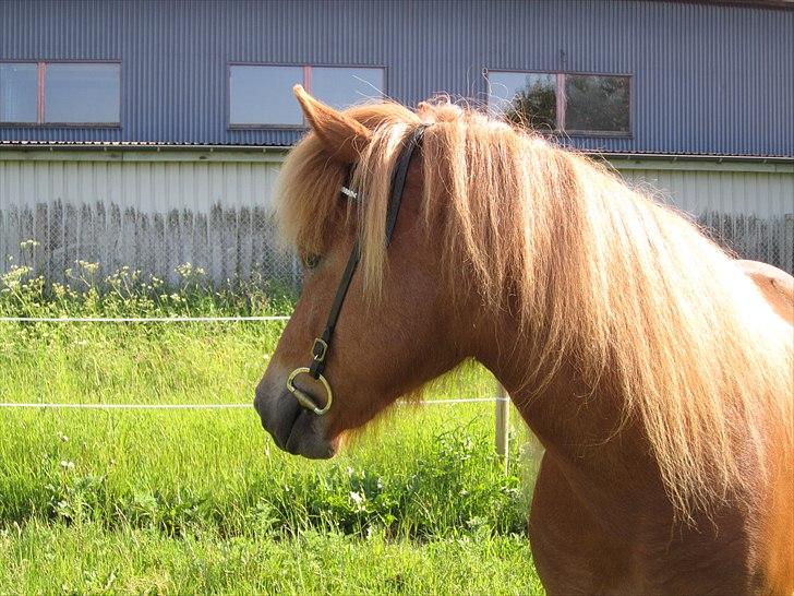 Islænder dúfa fra Lilkjær - smuksak ! billede 11