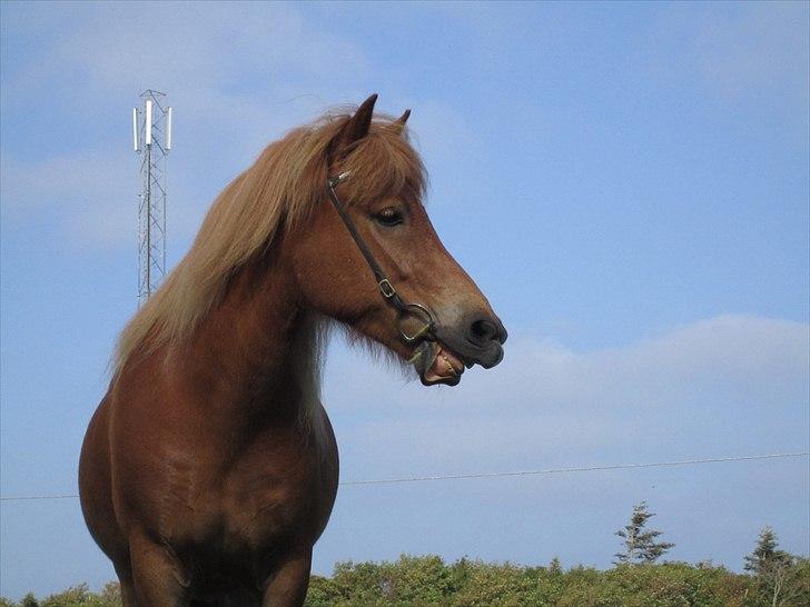 Islænder dúfa fra Lilkjær billede 4