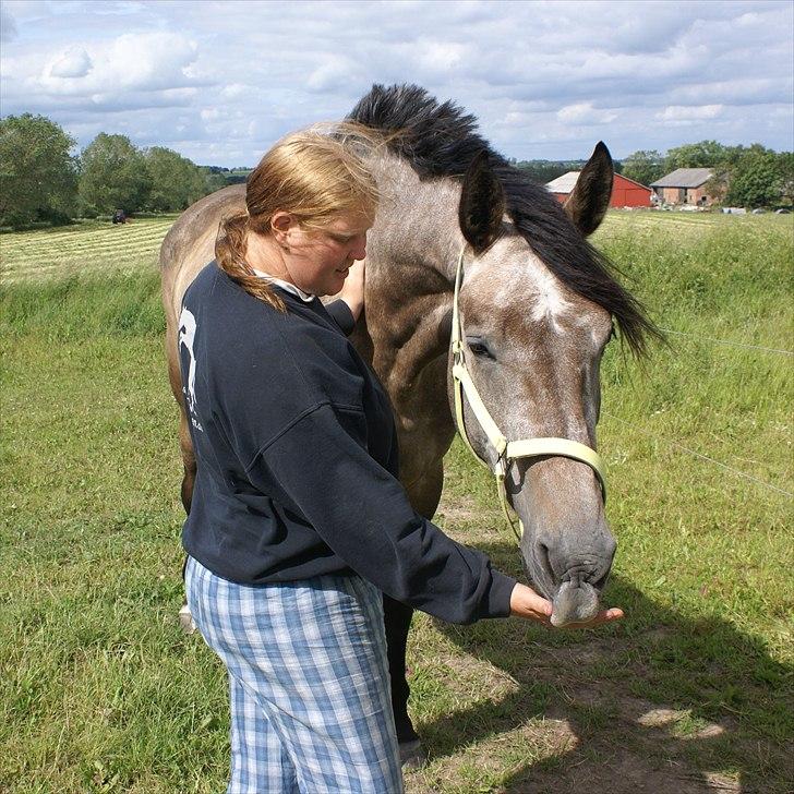 Holstener Ammeli billede 2