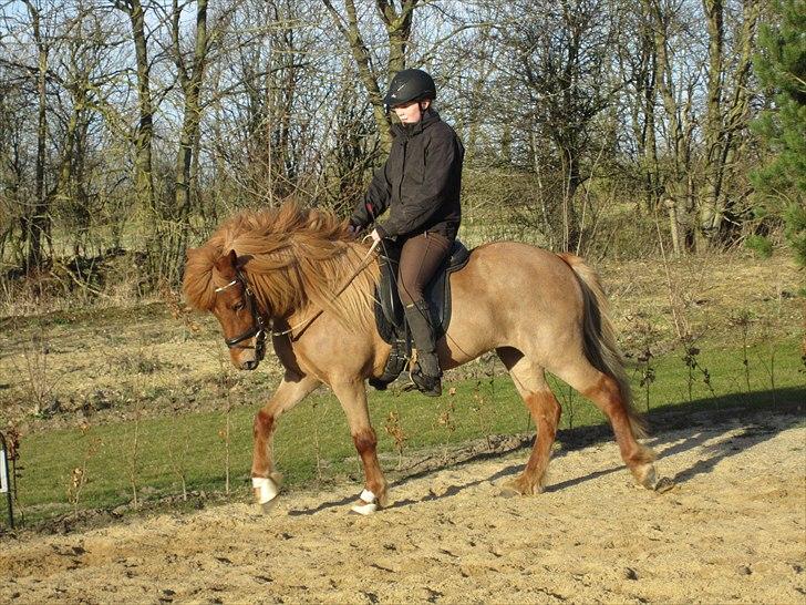 Islænder dúfa fra Lilkjær - Den smukke... nu uden ples :O billede 5
