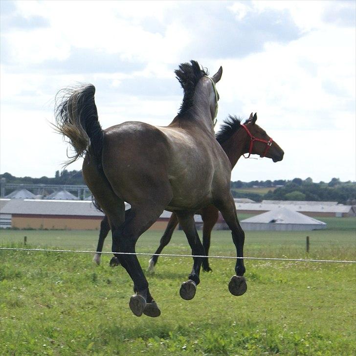 Holstener Ammeli billede 7