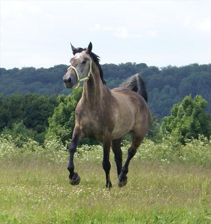 Holstener Ammeli billede 8