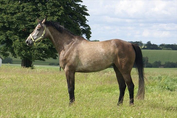 Holstener Ammeli billede 11