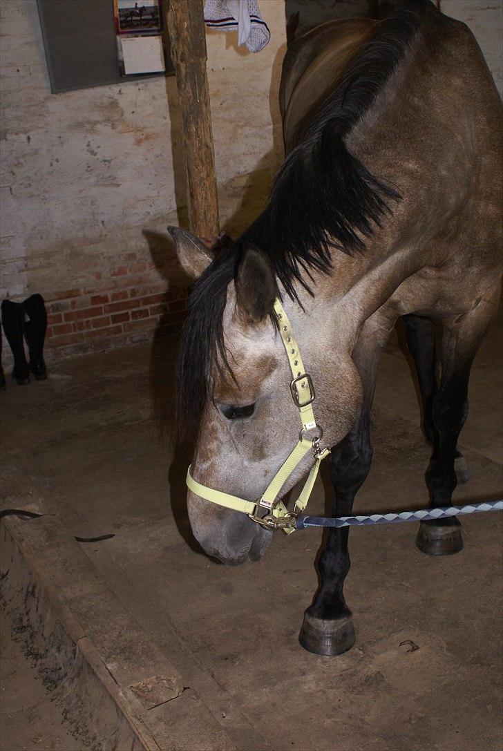 Holstener Ammeli billede 12