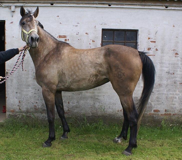 Holstener Ammeli billede 15