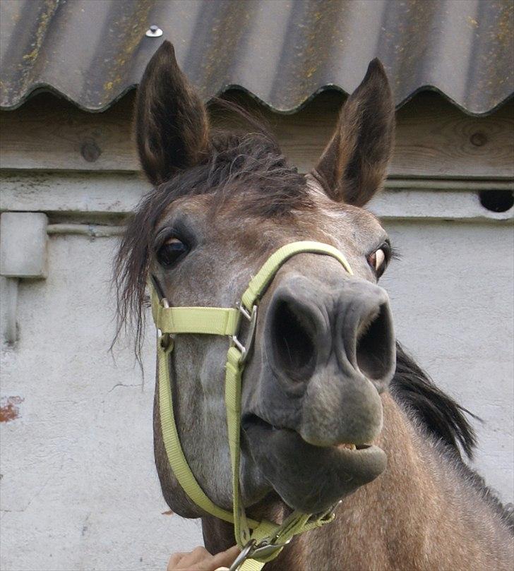 Holstener Ammeli billede 16