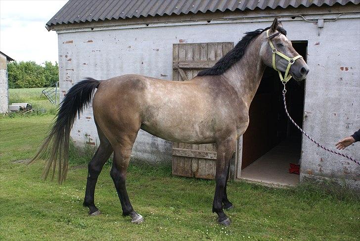 Holstener Ammeli billede 17