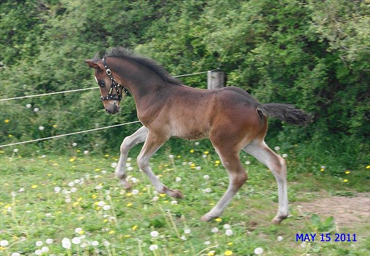 Dansk Varmblod Cording's Largo Master - Jeg er lækker! billede 16