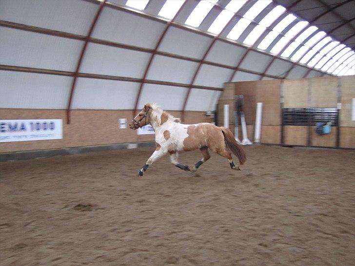 Anden særlig race Felix  - En pjusket Felix i trav.. hehe billede 12