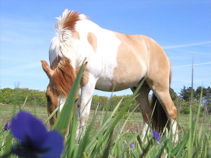 Anden særlig race Felix  billede 13