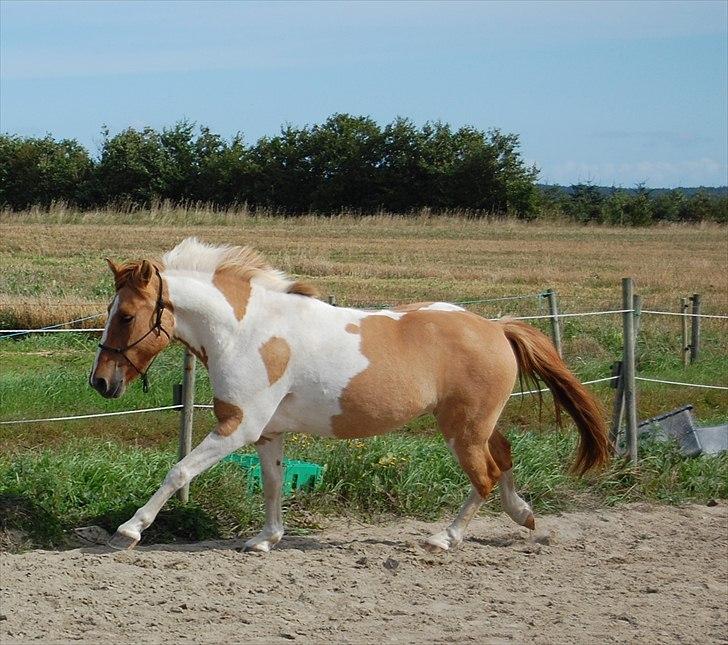 Anden særlig race Felix  billede 14