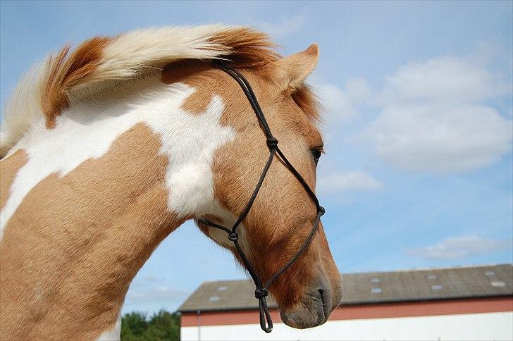 Anden særlig race Felix  billede 15