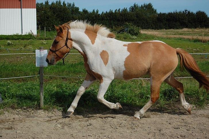 Anden særlig race Felix  billede 16