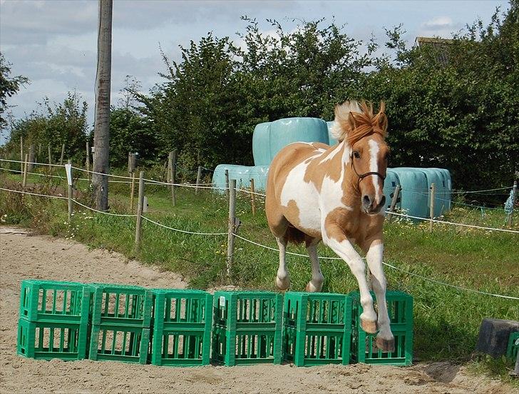 Anden særlig race Felix  - Flyyyv....
 billede 17