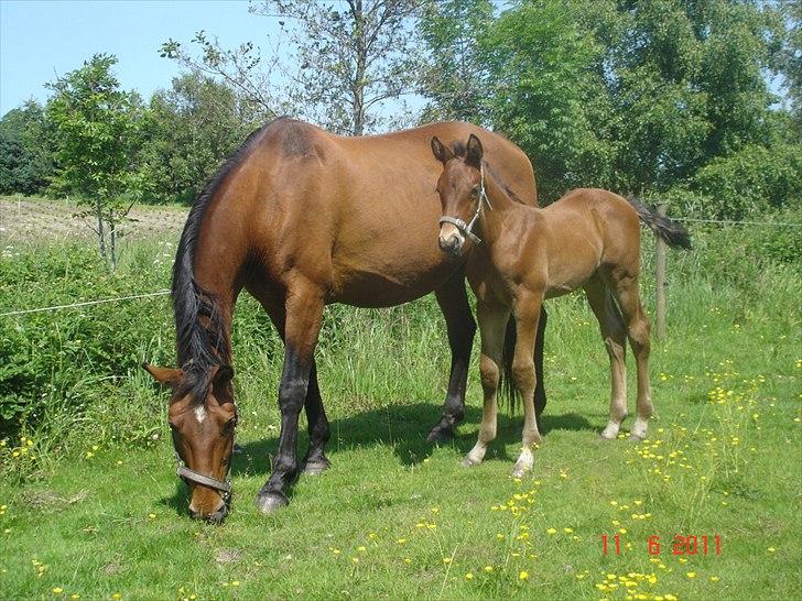 Dansk Varmblod Newmoon - Chanel og Newmoon billede 12