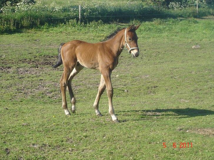 Dansk Varmblod Newmoon billede 11