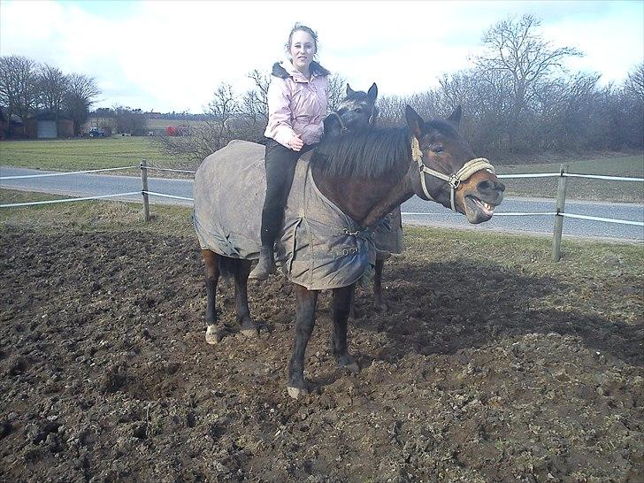 Anden særlig race bella R.I.P elskede hest billede 3