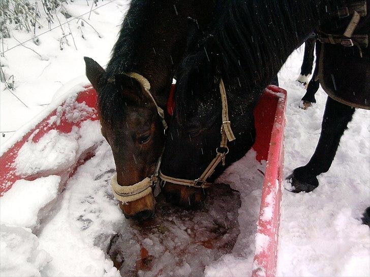 Anden særlig race bella R.I.P elskede hest billede 4