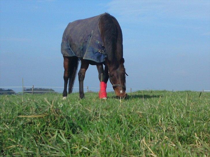 Anden særlig race bella R.I.P elskede hest billede 5