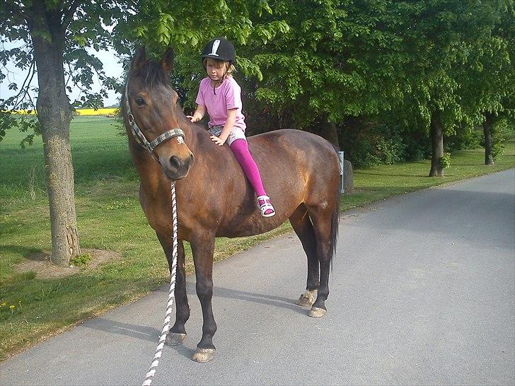 Anden særlig race bella R.I.P elskede hest billede 6