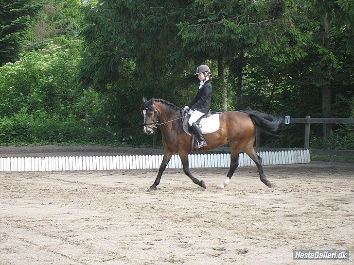 Welsh Pony af Cob-type (sec C) Søegaards Miss Gipsy  - LC2 60,00% 4 plads. billede 20