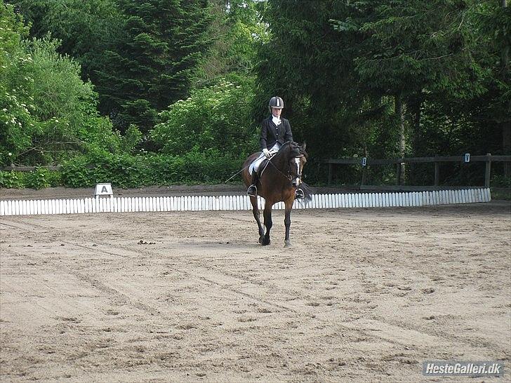 Welsh Pony af Cob-type (sec C) Søegaards Miss Gipsy  - LC2 60,00% 4 plads. billede 11