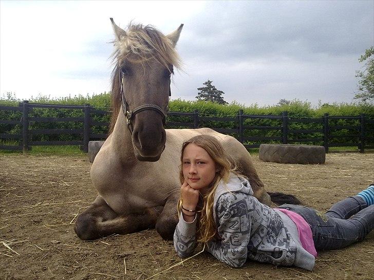 Anden særlig race Friser/fjord hoppen Mysla billede 18