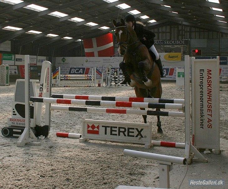 Dansk Varmblod - Cayman (B-HEST) [Tidl. hest] - 20) billede 20