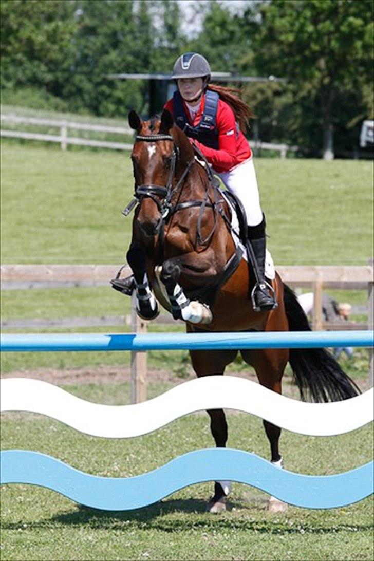 Dansk Varmblod Toftegårdens Carisma - 4. CNC1* :=) billede 8