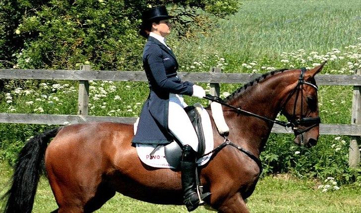 Dansk Varmblod Toftegårdens Carisma billede 4