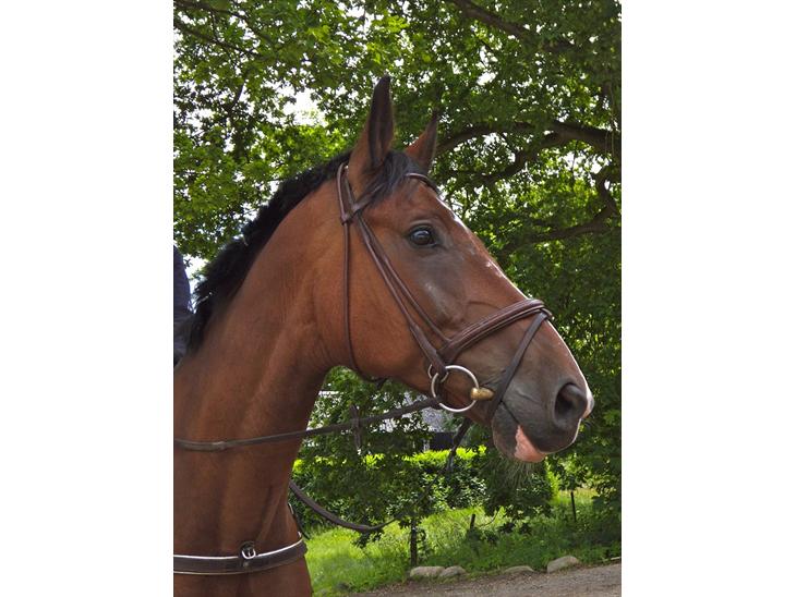 {{currentPhoto.altText}} billede {{currentPhoto.number}}