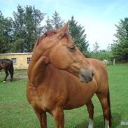 Dansk Varmblod Chili (PART)