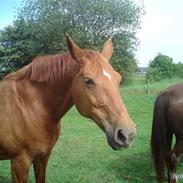 Dansk Varmblod Chili (PART)