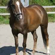 Welsh Pony af Cob-type (sec C) Danielle