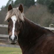 Welsh Pony af Cob-type (sec C) Danielle