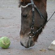 Welsh Pony af Cob-type (sec C) Danielle