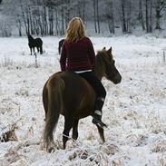 Welsh Pony af Cob-type (sec C) Danielle