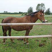 Welsh Partbred (Sec F) Maya's Valantine