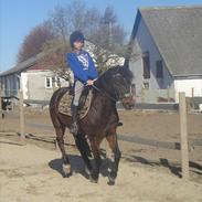 New Forest Ida´s Moonlight (tidl. part)