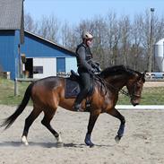 Dansk Varmblod Robotool´s Qira