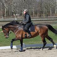 Dansk Varmblod Robotool´s Qira