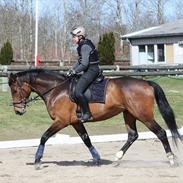 Dansk Varmblod Robotool´s Qira