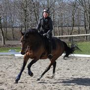 Dansk Varmblod Robotool´s Qira